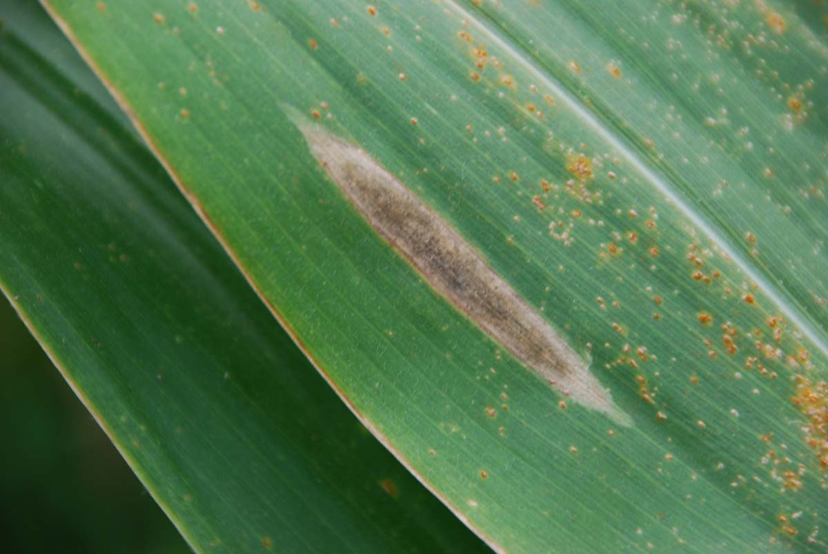 northern corn leaf blight