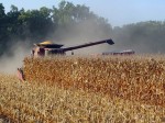 Corn Harvest