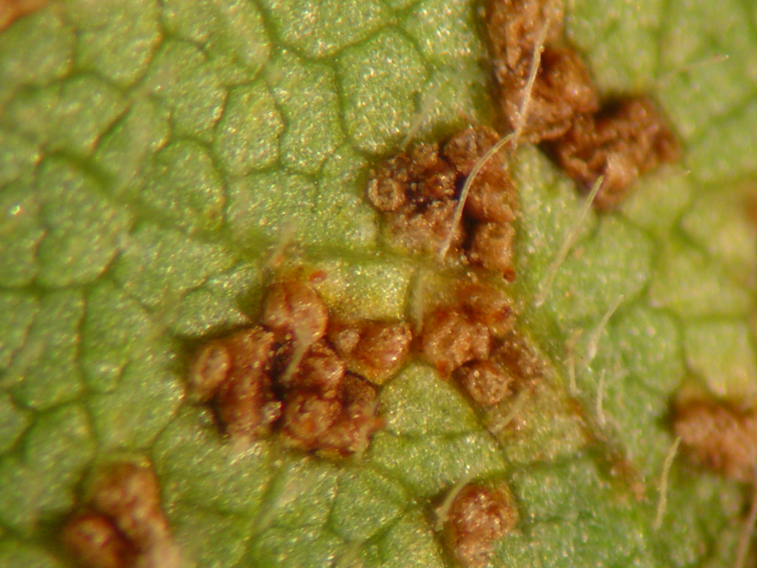 Soybean Rust Detected in a Sentinel Plot and Commercial Soybean Fields