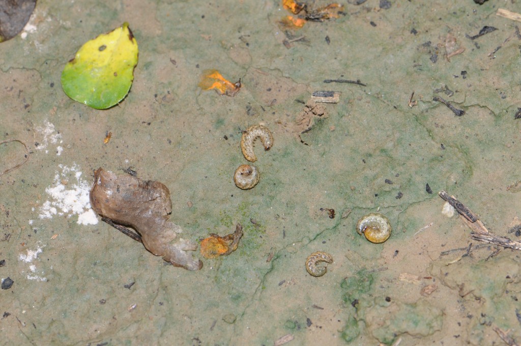 Worms in Peanuts Mississippi Crop Situation