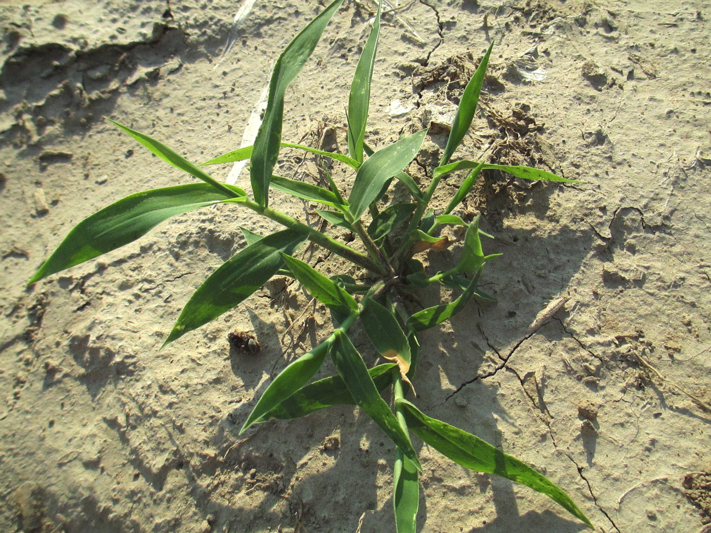 Millet plant browntop