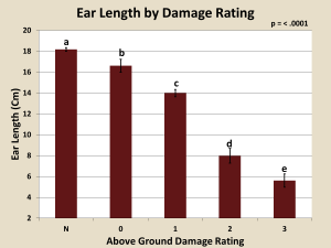 ear length