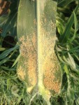 wsca leaf