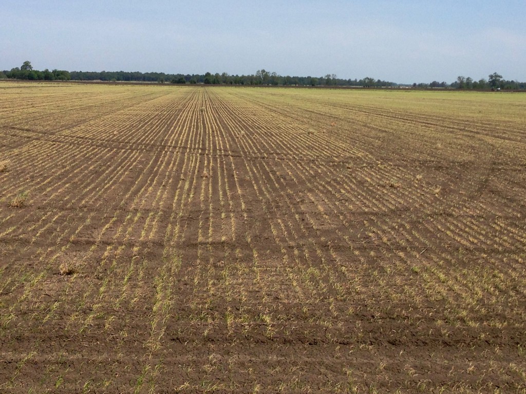 off-target-herbicide-movement-to-rice-mississippi-crop-situation