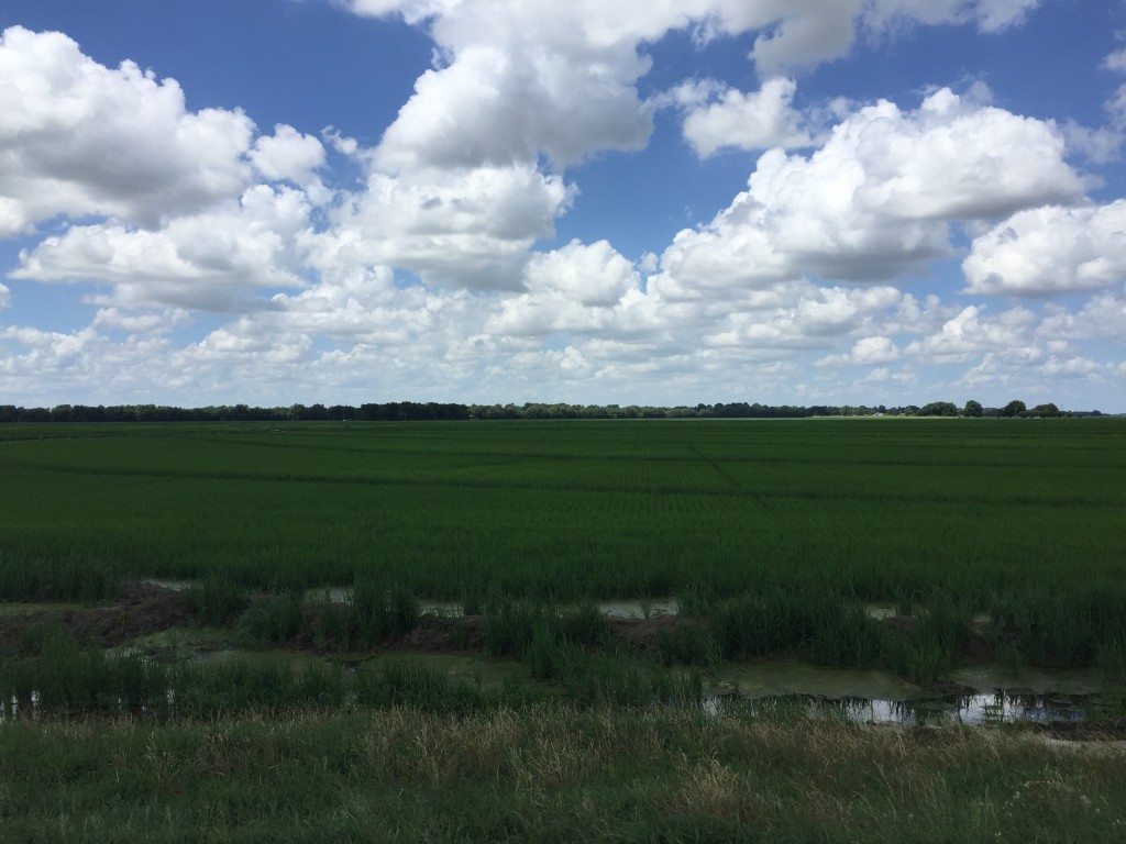 MidSeason Rice Update Mississippi Crop Situation