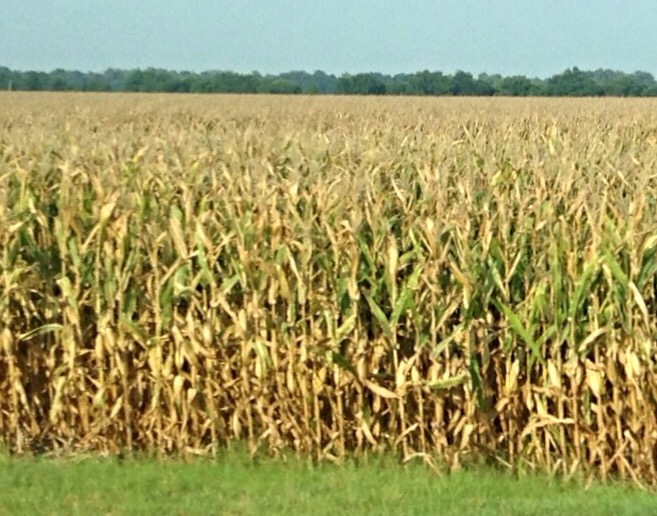corn fields harvest