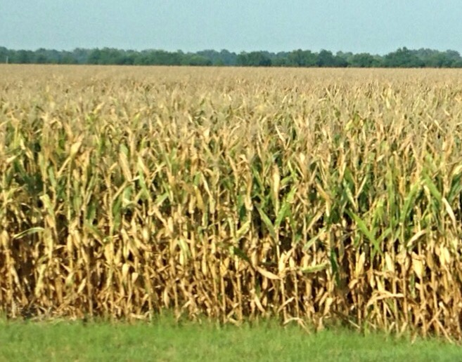 When should sweet corn be harvested?  Mississippi State University  Extension Service