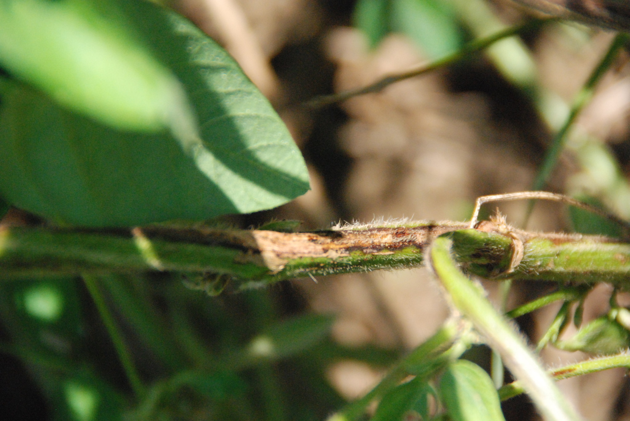 Diagnosing Fungicide Phytotoxicity and Telling Apart from