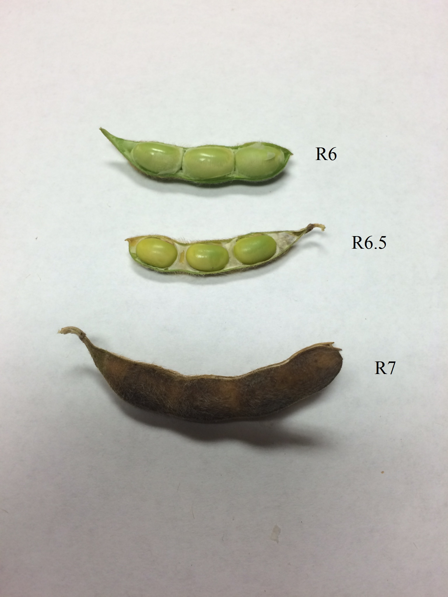 late season soybean growth stages mississippi crop situation soybean growth stages