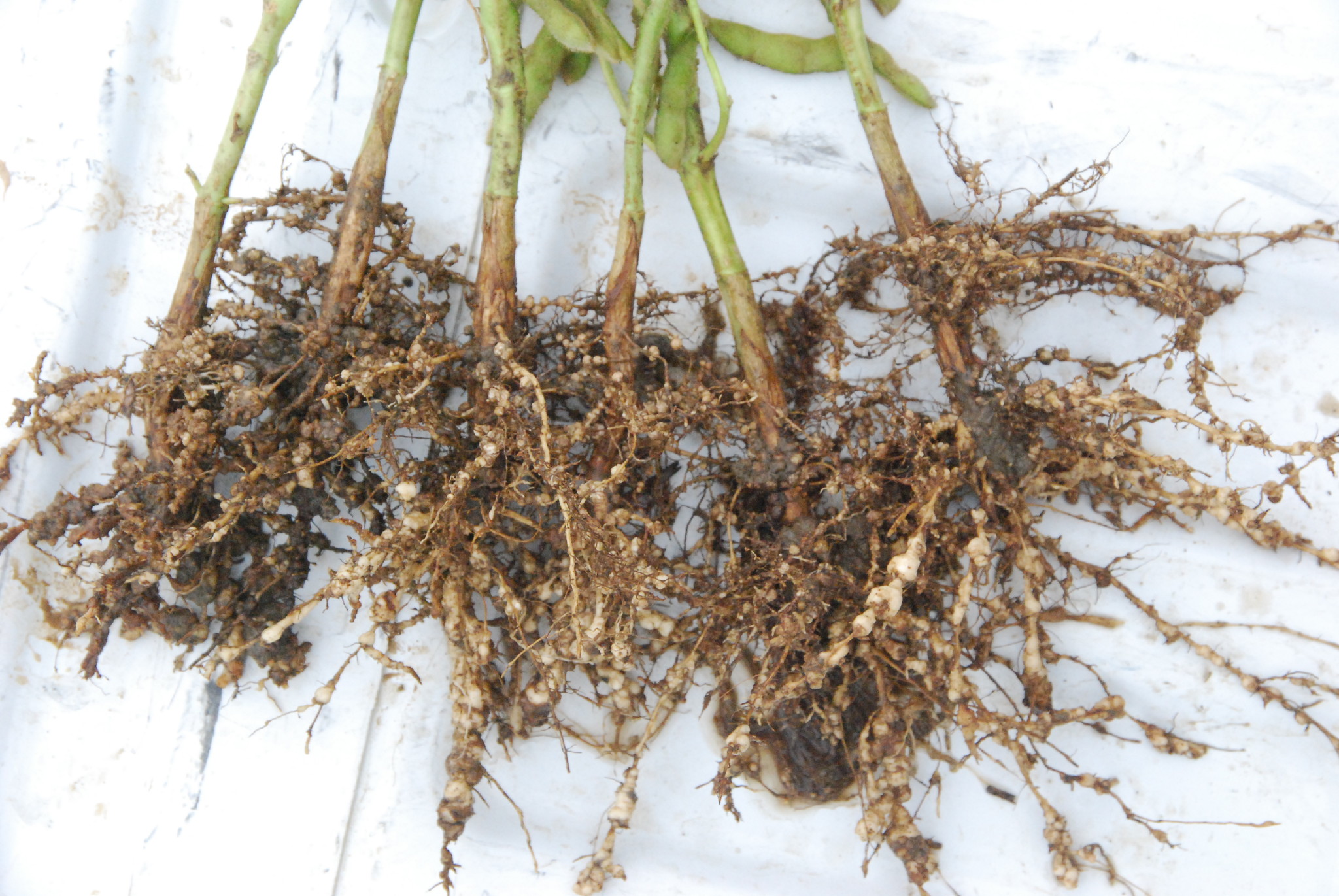 root knot nematode