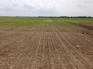 Rice injured from clethodim applied to field edge 21 days before planting.