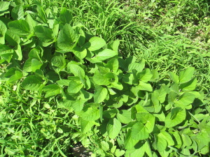 Barnyardgrass too large to control in soybean. Photo: Tyler Hydrick