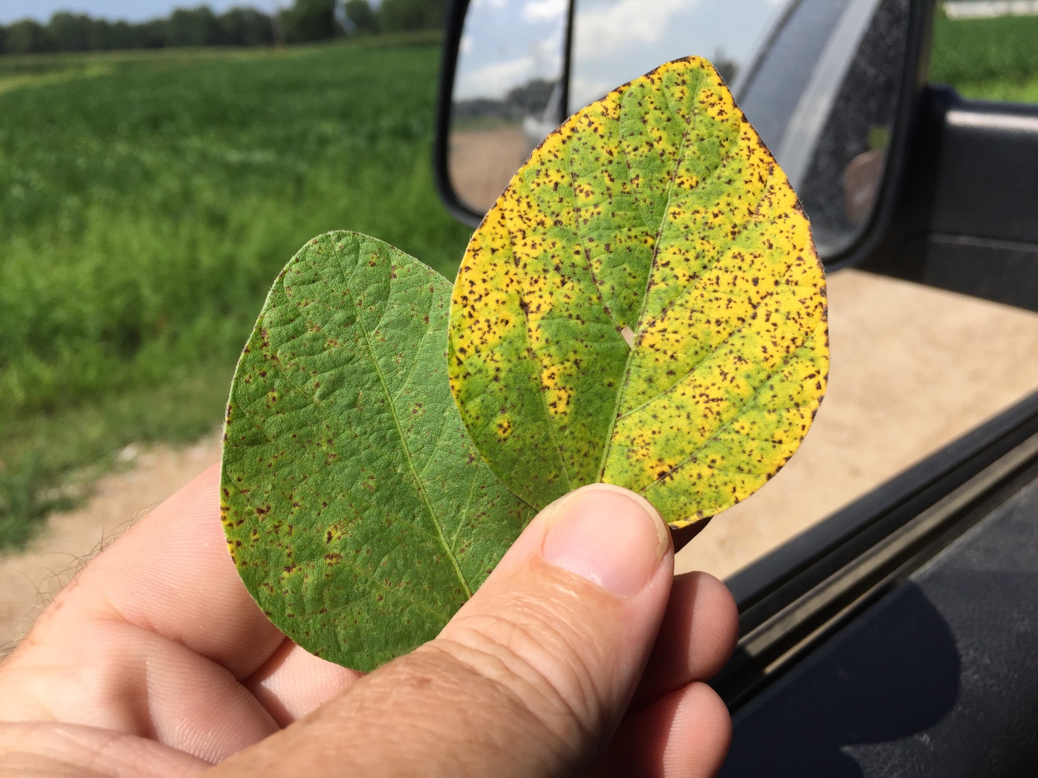 Soybean Disease Update June 18, 2016 Mississippi Crop Situation