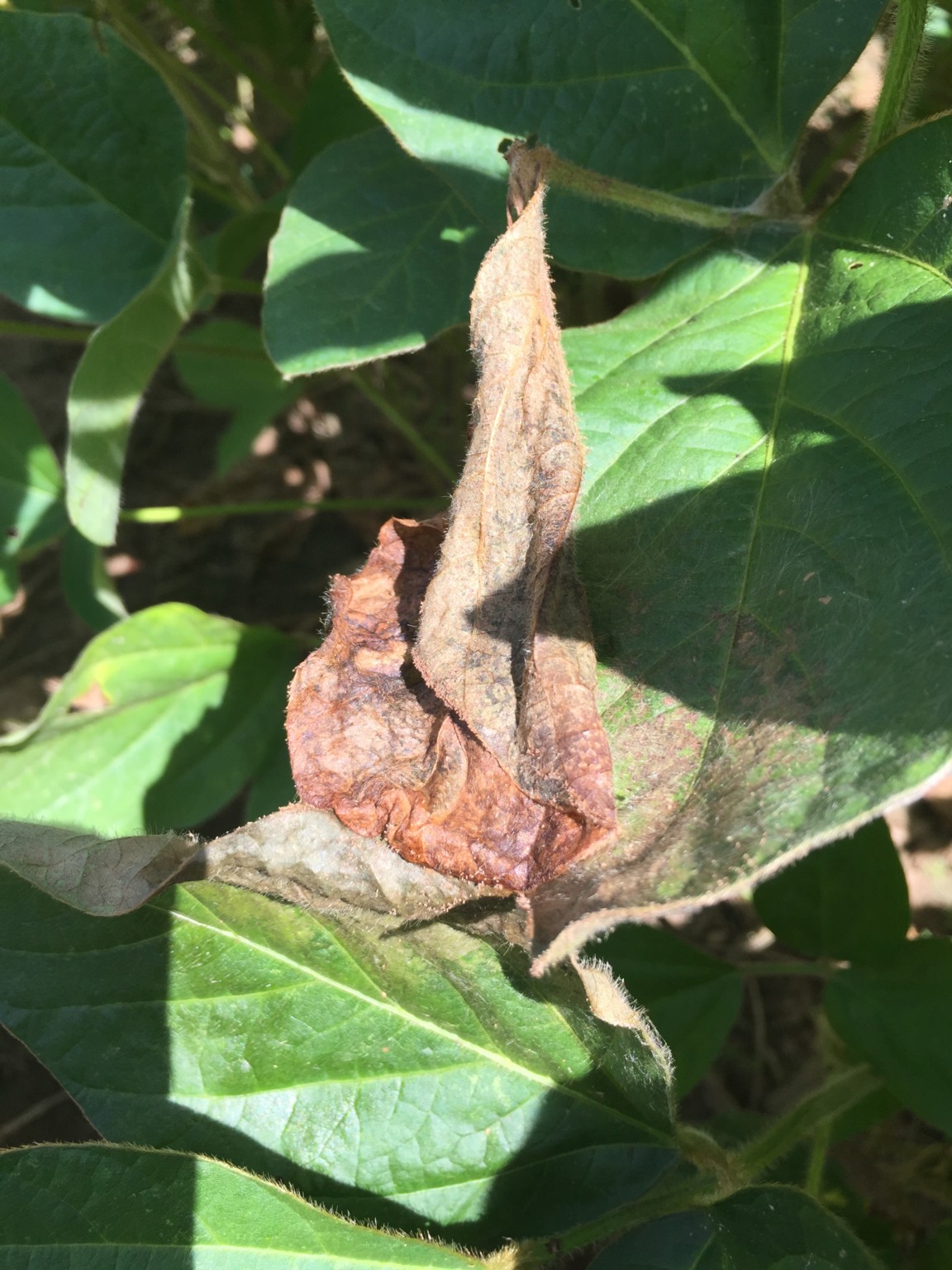 crop blight definition crop blight definition