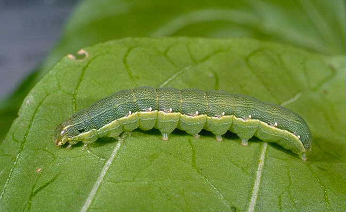download army worm spray download army worm spray