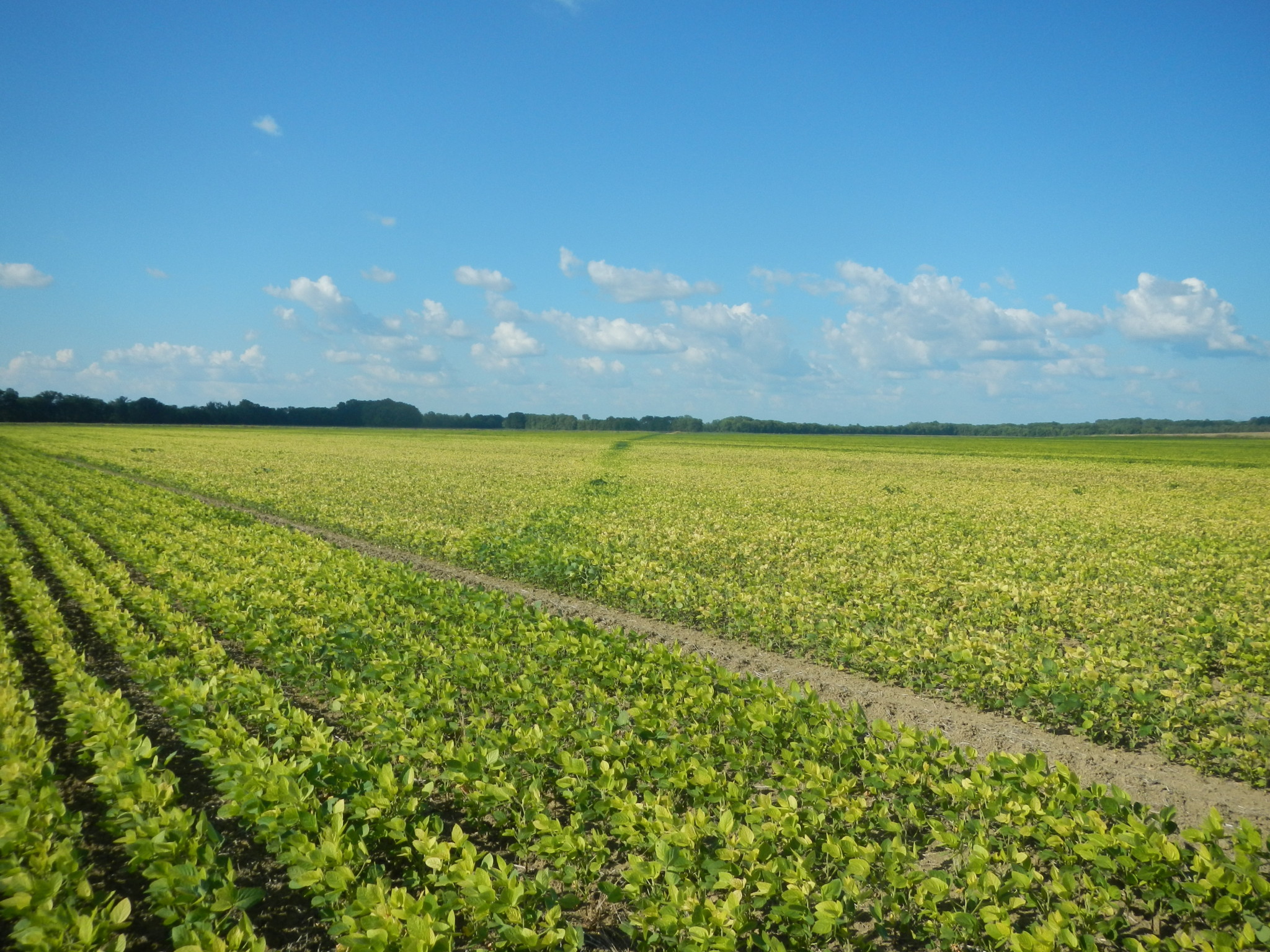 MS Chapter ASA Meeting November 9th Mississippi Crop Situation