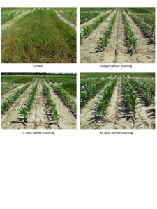 LOLMU Corn_Phots_01-09-15