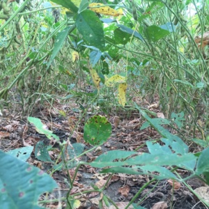 Severe defoliation as a result of target spot in a fungicide treated plot during 2016 in Starkville, MS.
