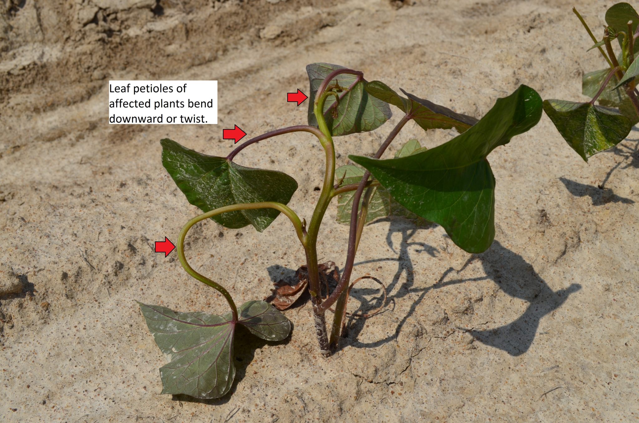 Two Frequently Asked Questions Concerning Sweetpotatoes