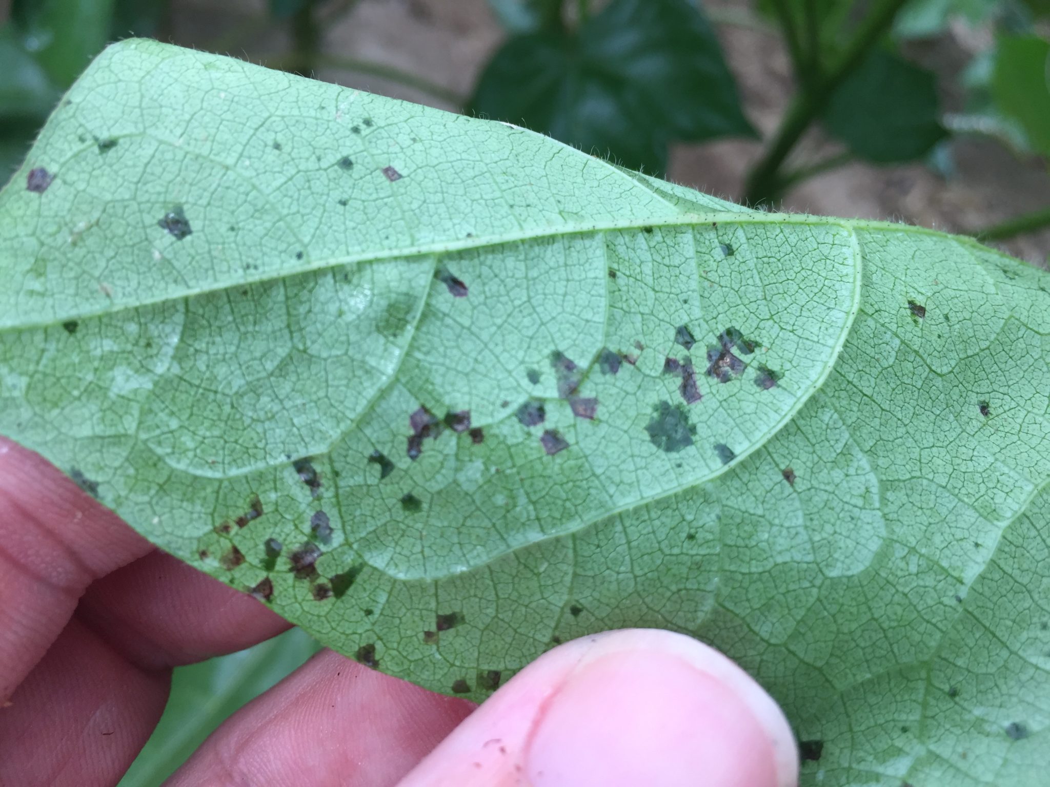 crop blight definition crop blight definition