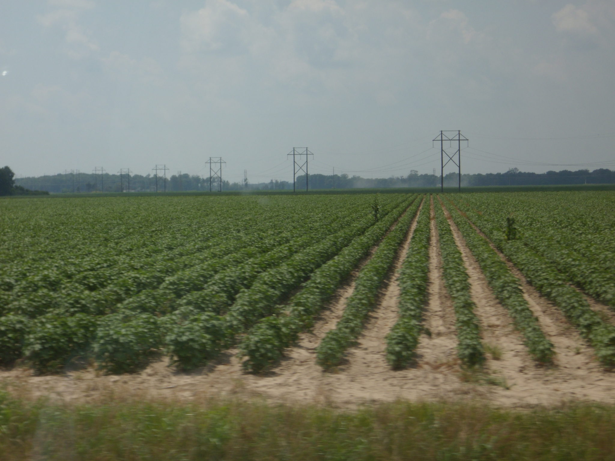 Plant Growth Regulator Use In Cotton Plant Growth Regulator Use In Cotton