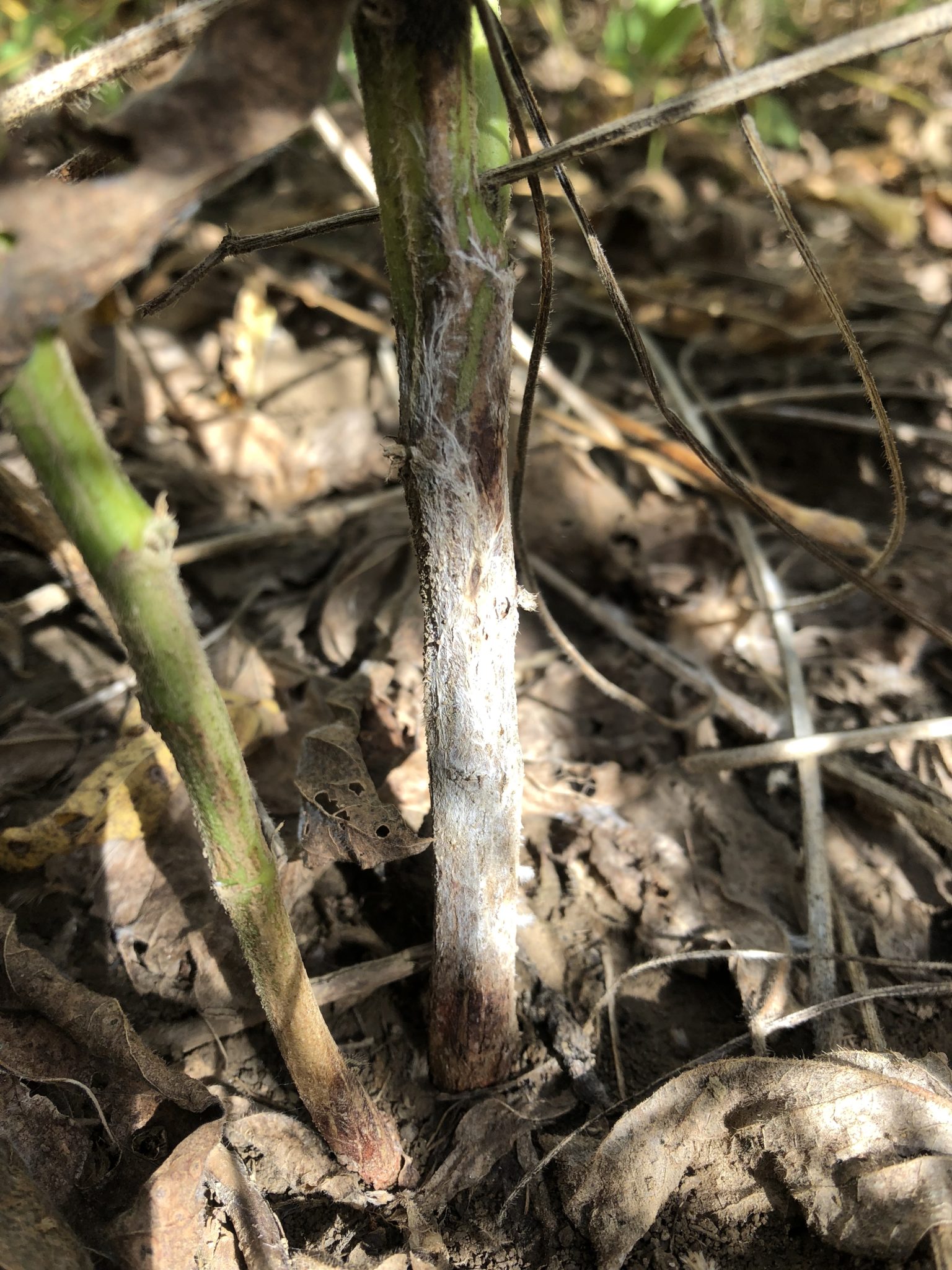 southern blight southern blight
