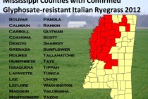 Glyphosate-resistant Italian Ryegrass Spreading across Mississippi