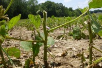 Soybean Hail Damage