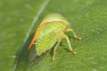 Threecornered Alfalfa Hoppers Damaging Young Cotton