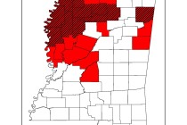 Bacterial Blight of Cotton Update: July 13, 2012