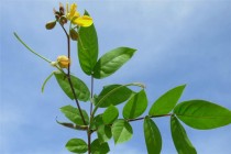 Weed of the Week: Coffee Senna