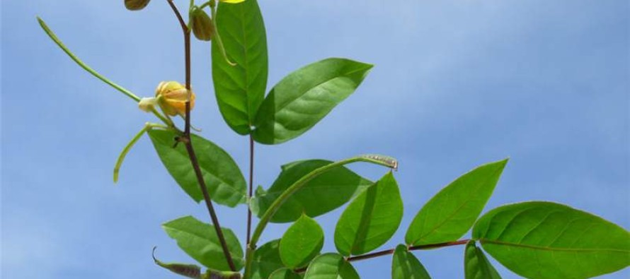 Weed of the Week: Coffee Senna