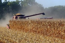 When is the Best Time to Start Corn Harvest?