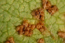 Soybean Rust Detected in a Sentinel Plot and Commercial Soybean Fields in George County