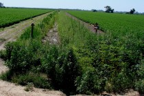 Glyphosate-resistant Palmer Amaranth on Turnrows and Ditchbanks