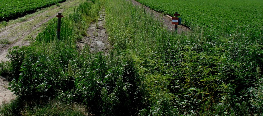 Glyphosate-resistant Palmer Amaranth on Turnrows and Ditchbanks