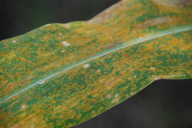 Southern Corn Rust: Is a Late Fungicide Application Warranted?