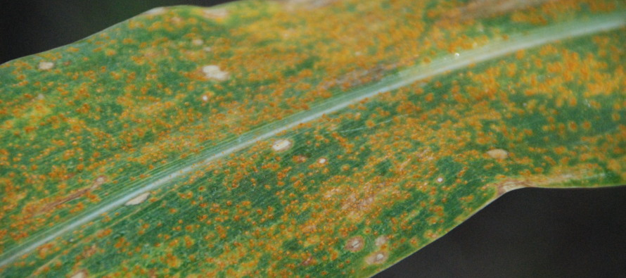 Southern Corn Rust: Is a Late Fungicide Application Warranted?