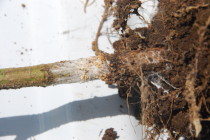 General soybean disease update: July 21, 2012