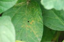 Soybean Rust Update: July 30, 2012