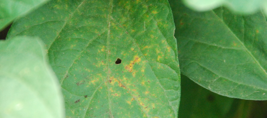 Soybean Rust Update: July 30, 2012