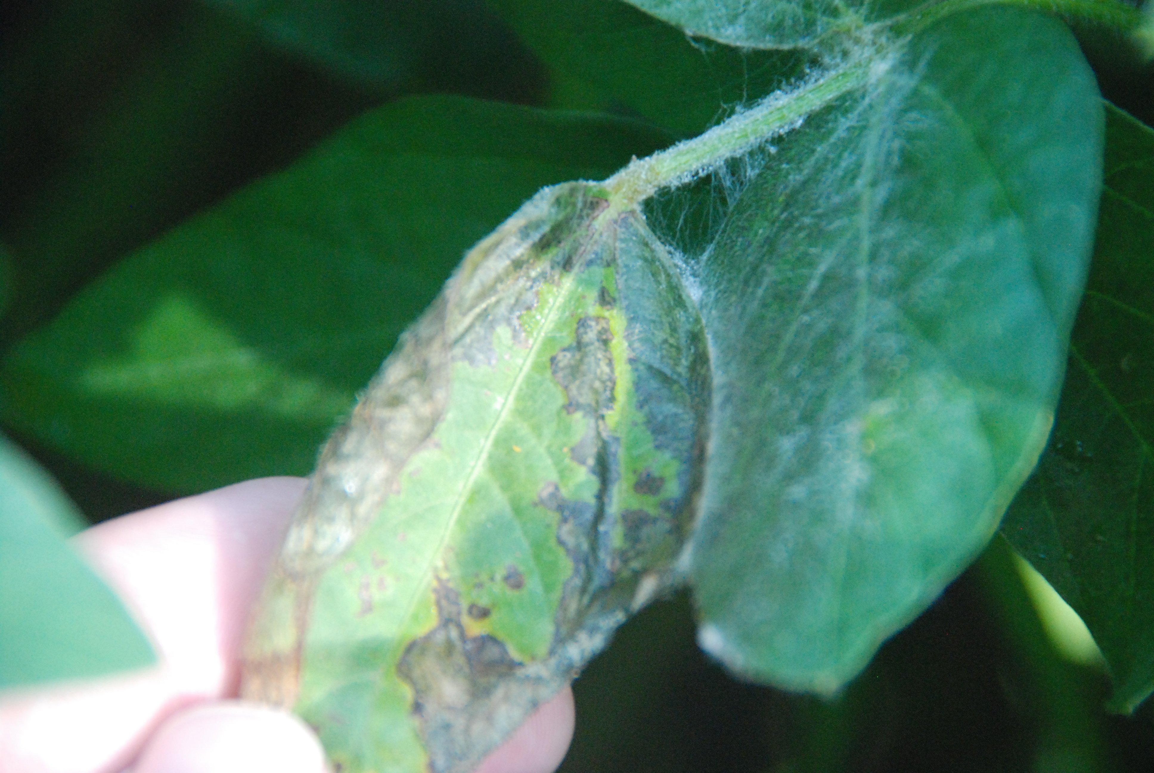 General soybean disease update: July 21, 2012 | Mississippi Crop Situation