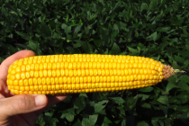 Yield Reduction from late-season Corn Defoliation?