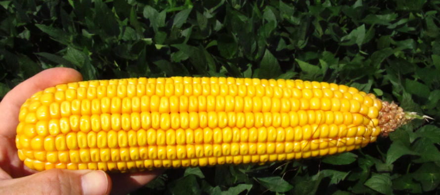 Yield Reduction from late-season Corn Defoliation?