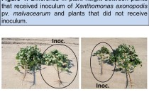 Response of Cotton Varieties to Inoculation with Xanthomonas axonopodis pv. malvacearum in Mississippi