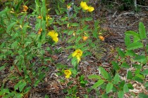 Weed of the Week:  Partridgepea