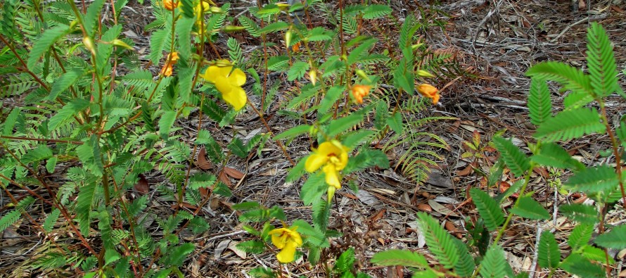 Weed of the Week:  Partridgepea