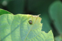 Insecticide Rainfastness