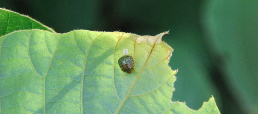 Insecticide Rainfastness