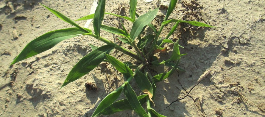 Weed of the Week:  Browntop Millet